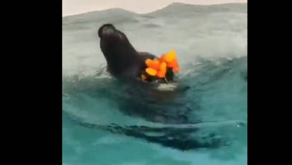  கியூட் வீடியோ