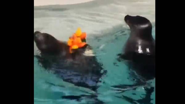  பூக்கள்