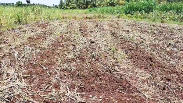 ஓடை நீர்வழித்தடம் ஆக்கிரமிப்பு ஓடை நீர்வழித்தடம் ஆக்கிரமிப்பு