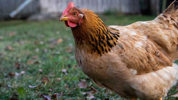 சின்னு சின்னு