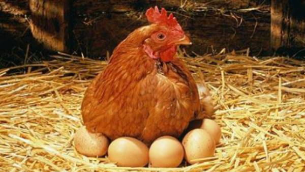 கோழி முட்டை கோழி முட்டை