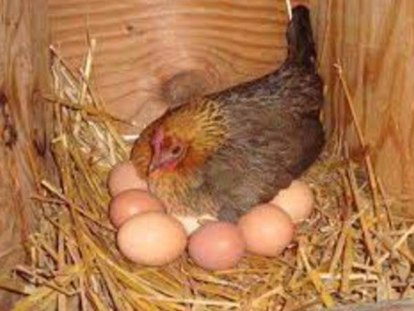 பிஜூகுமார் பிஜூகுமார்