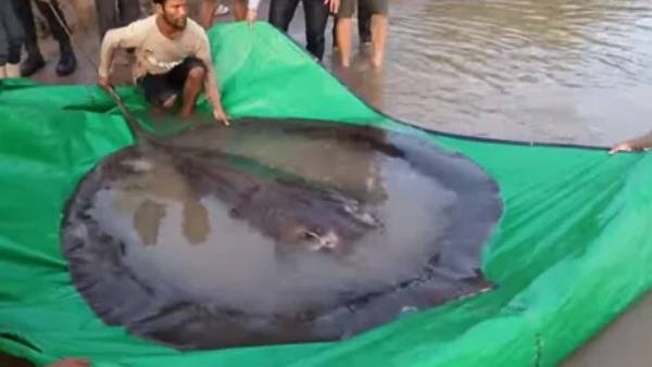 கம்போடியாவில் 300 கிலோ எடை கொண்ட மீன் 