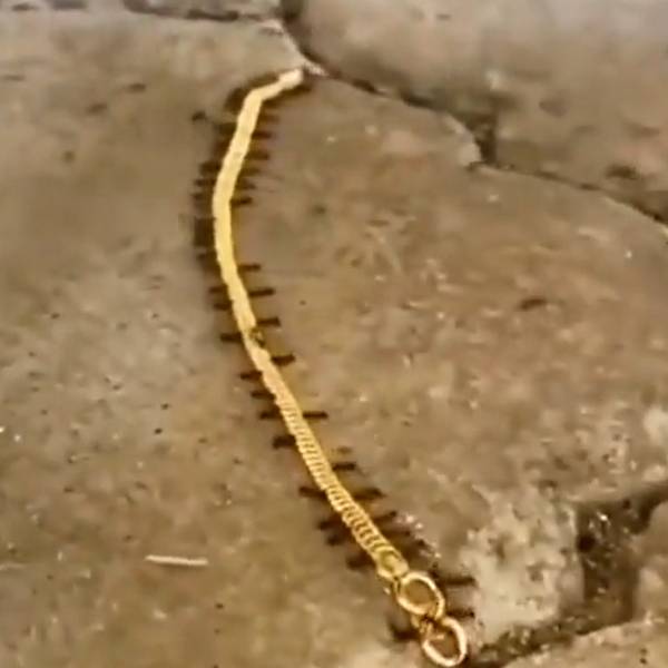 வீடியோ வைரல் வீடியோ வைரல்