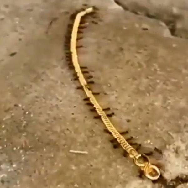 குட்டி கடத்தல்காரர்கள் குட்டி கடத்தல்காரர்கள்