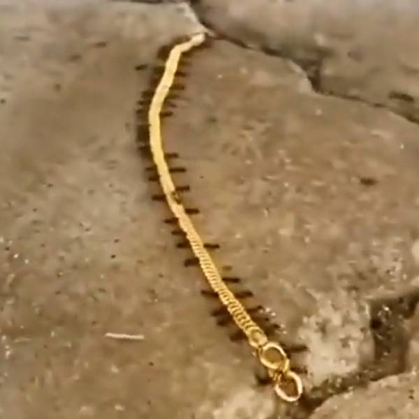 எறும்புகள் எறும்புகள்