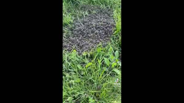 வளர்த்தார் 