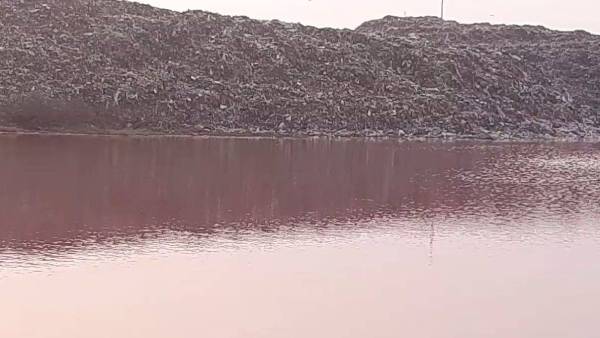 பாசிகள் பாசிகள்