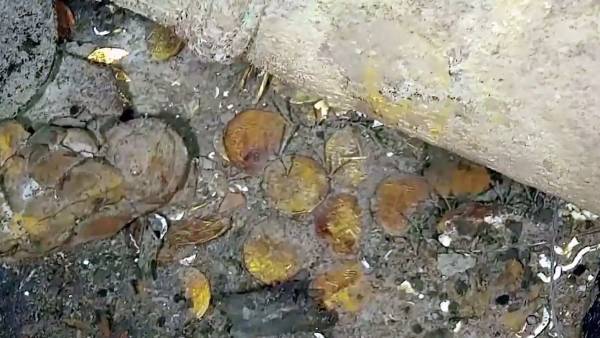 கப்பல் தங்கம் 