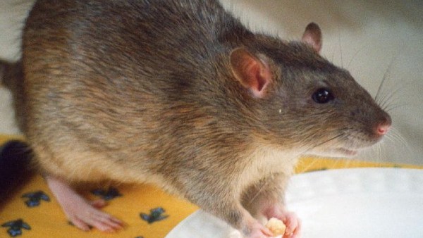 மத்திய பிரதேசத்தில்