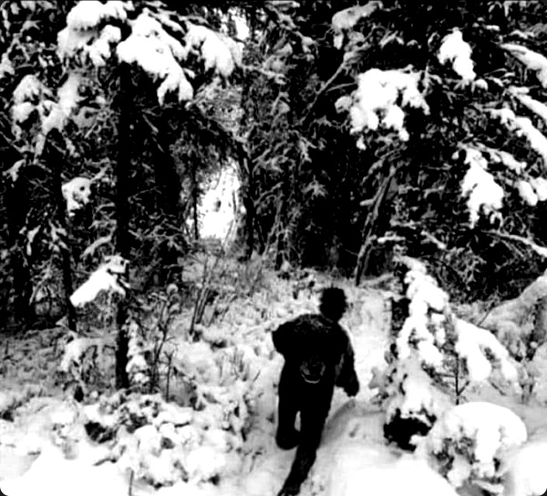 பனிமலையில் கரடி 