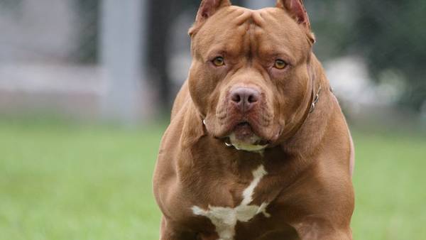  கடித்துக் குதறல்