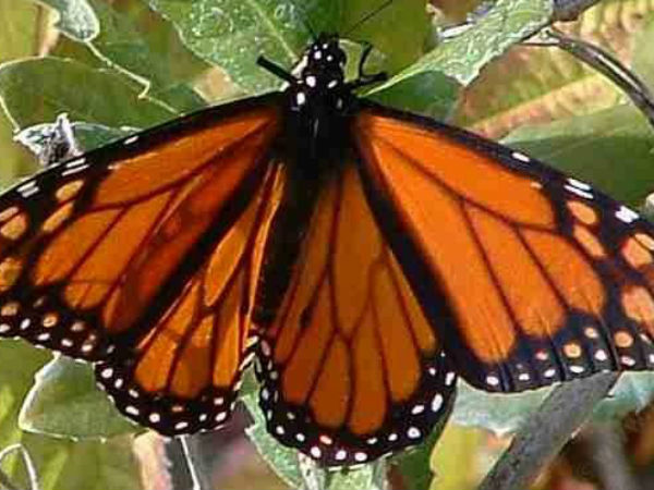 லைம் பட்டாம்பூச்சிகள் 