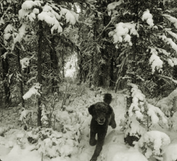 கருப்பு நாய் 