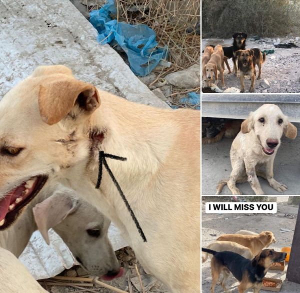  கண்ணில் பட்ட நாய்களை..