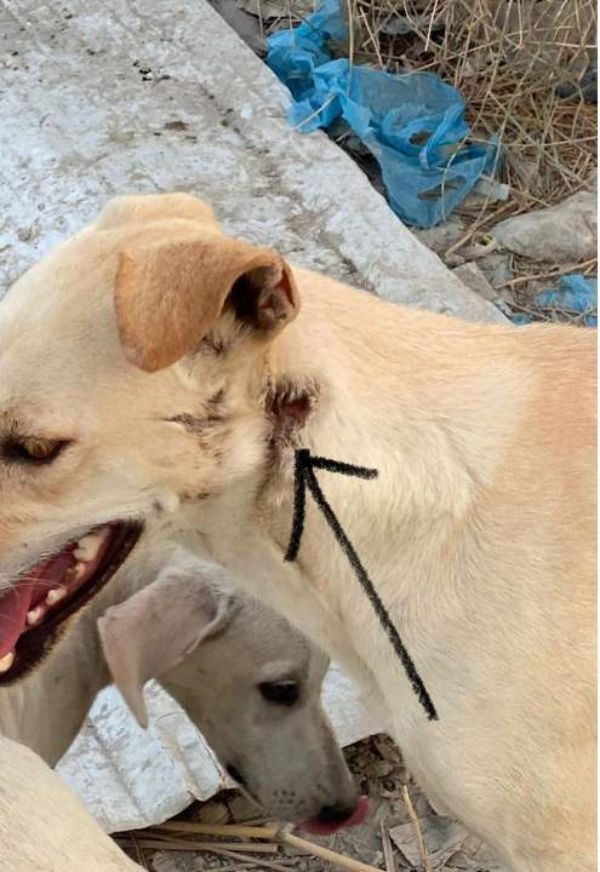  குதறிய நாய்கள்