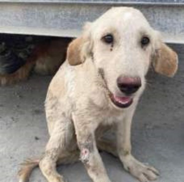  உலுக்கும் இதயம்