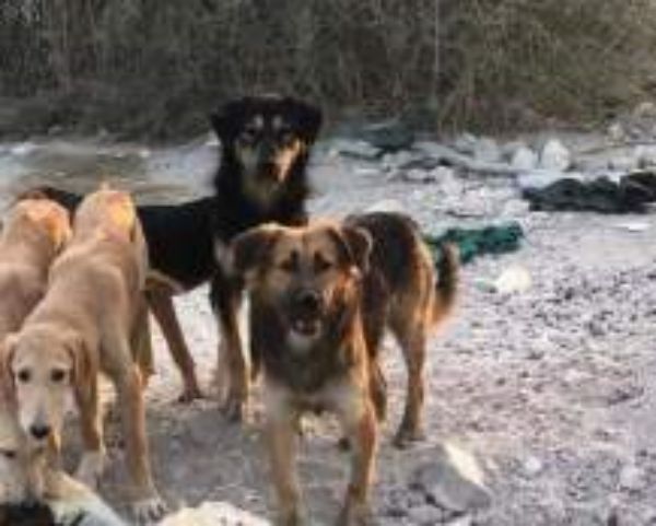  லைசென்ஸ்