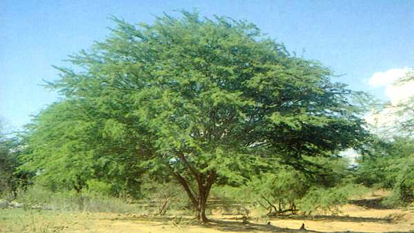 அரசாணை தாக்கல் 