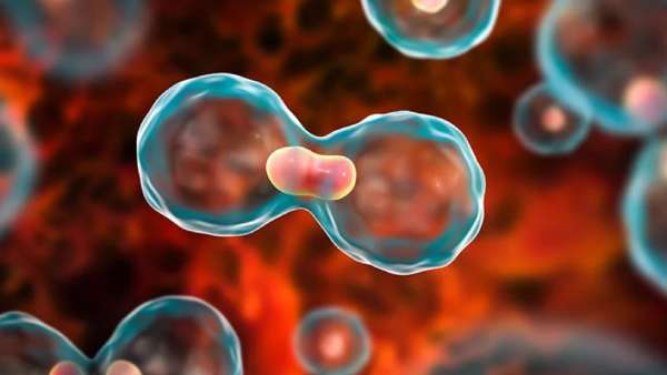 மார்பக புற்றுநோய் மார்பக புற்றுநோய்