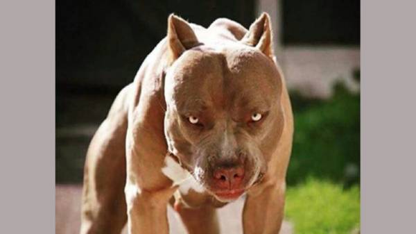 நாய்கள்