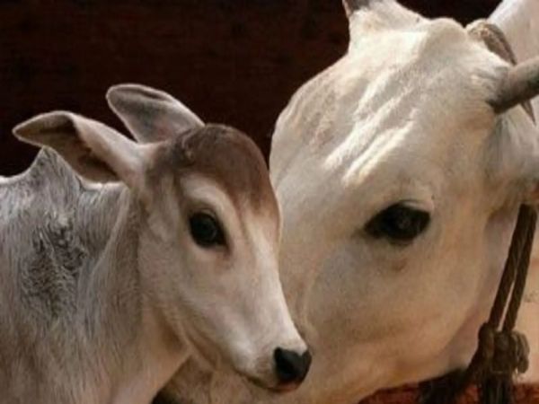  மாட்டு சாணம்