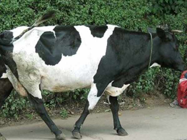 பசுவின் கோமியம் லட்சுமி கடாட்சம் 