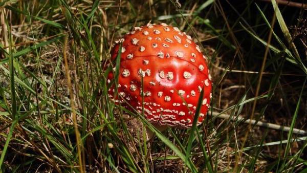 இரும்பு கேட்கள் 