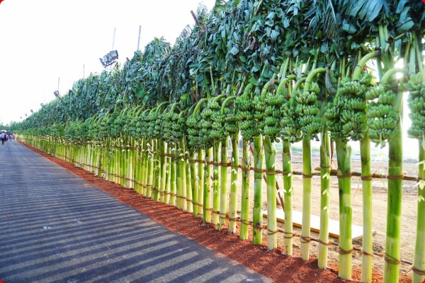 அதிகாலையில் பேருந்துகள் 