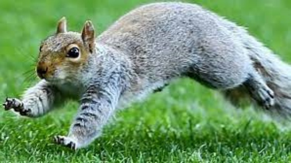 ஆந்திரா