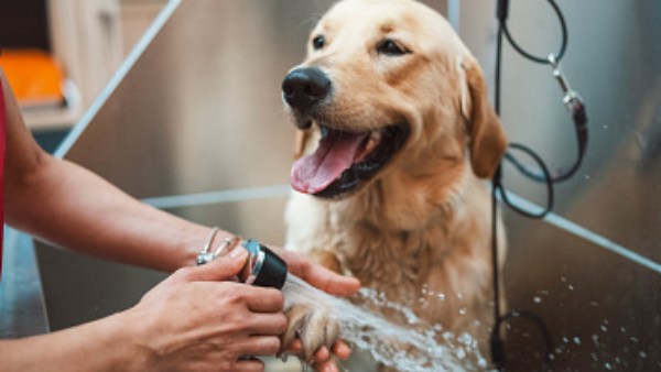 நாயை குளிப்பாட்ட மறுப்பு 