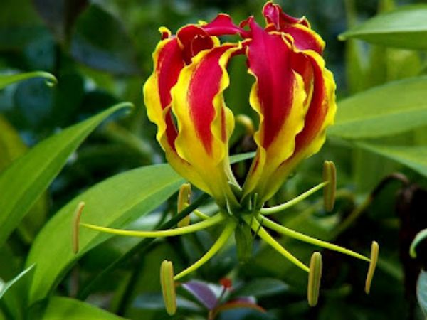 கண்வலிக்கிழங்கு 