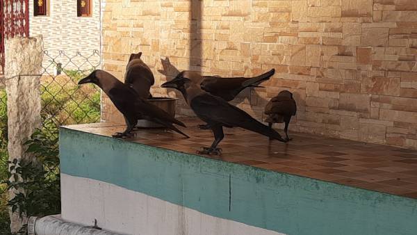 காகத்திற்கு உணவு 