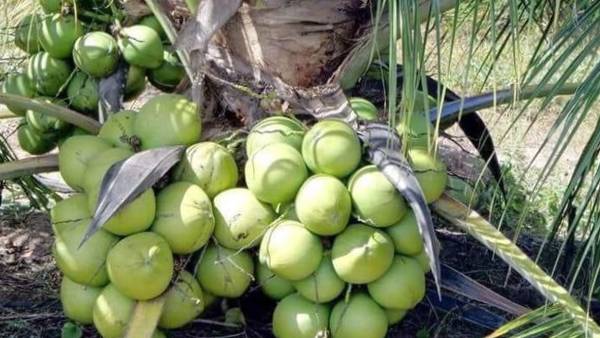 வெட்டி அழிக்கும் விவசாயி 