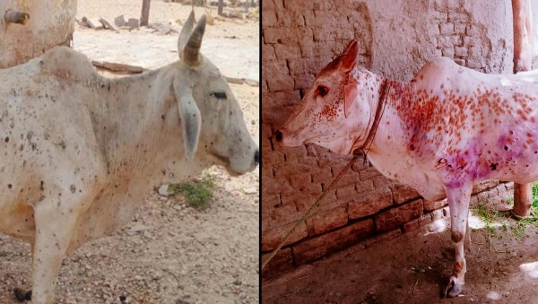 நோய் குறித்து ஆய்வு