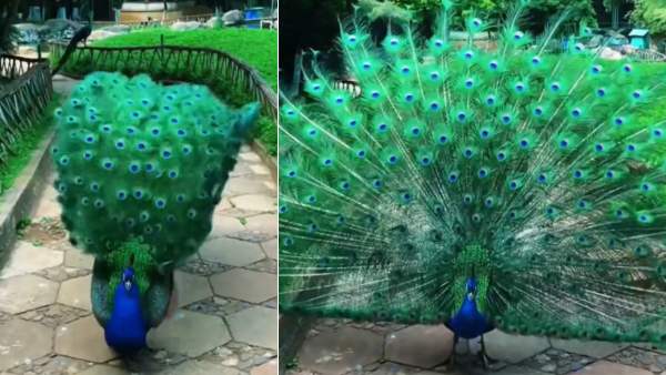 வெள்ளை நிற மயில்கள் வெள்ளை நிற மயில்கள்