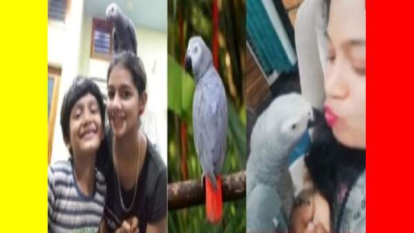  கிரினி கிளி