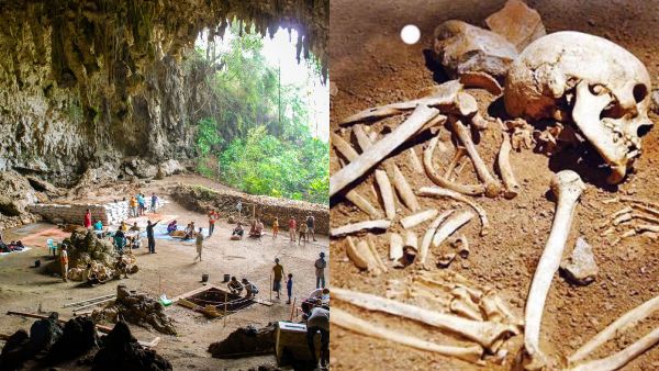 பறவை, விலங்கினங்களின் எலும்புகள் பறவை, விலங்கினங்களின் எலும்புகள்