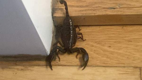  அழையாய் விருந்தாளியாய். . 