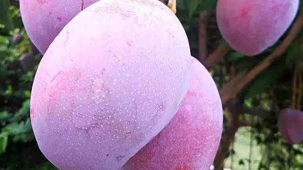 மாங்காய் 