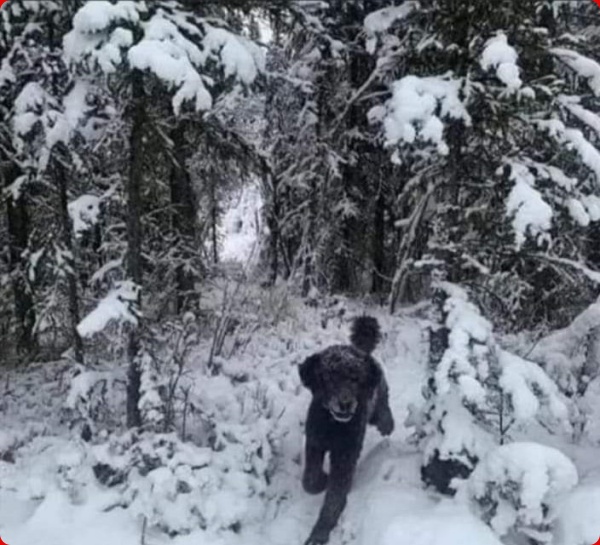 ஆப்டிகல் இல்யூஷன் போட்டோ 