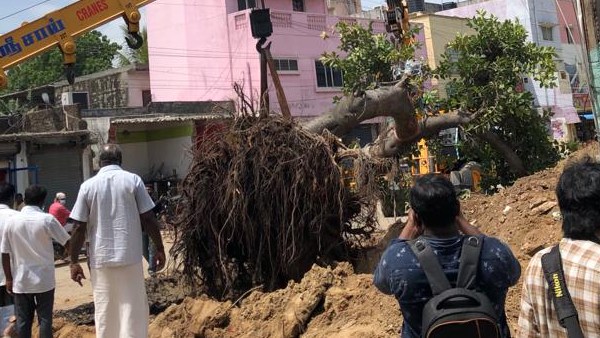 70 ஆண்டுகள் பழமையான ஆலமரம் 