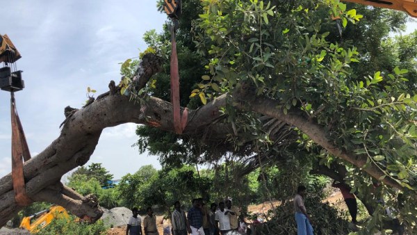 வேரோடு பிடுங்கப்பட்டது
