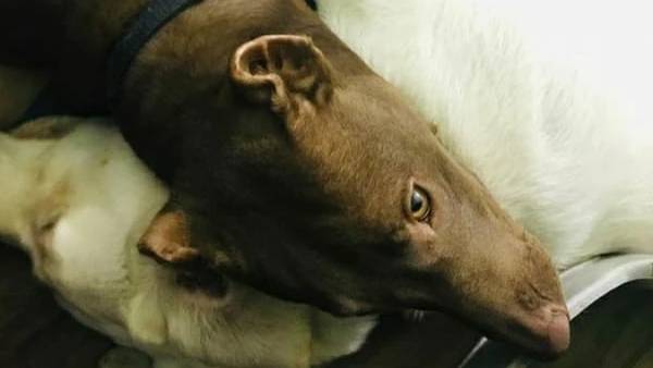  பிட்புல்