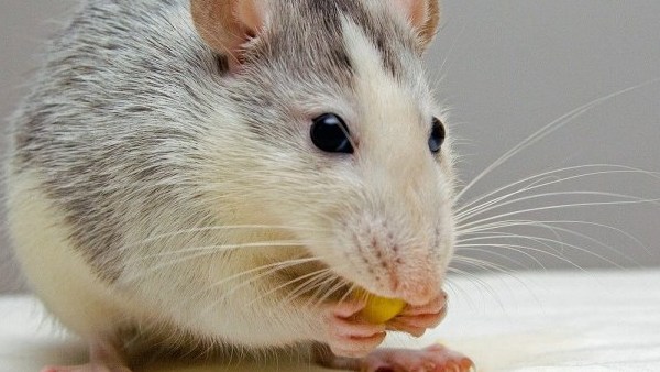  டிரெண்ட் ஆன வீடியோ