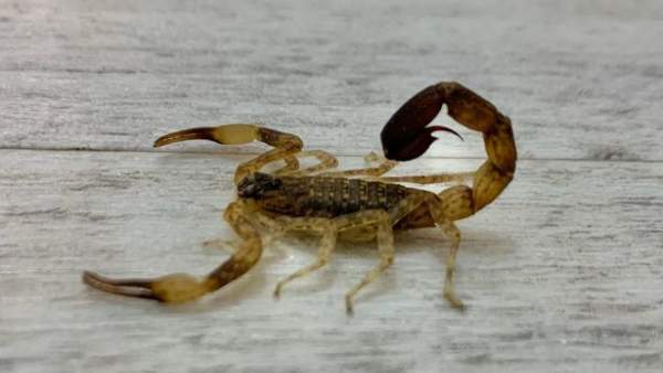  வனத்துறையினர் பிடித்து சென்றனர்