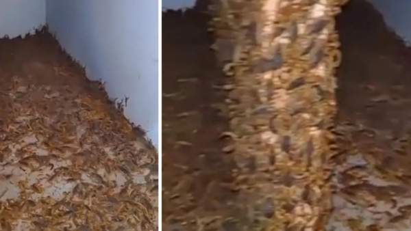  18 தேள்கள்