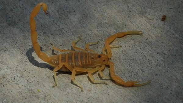  3-வது சம்பவம்