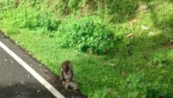  குட்டி இறந்தது 