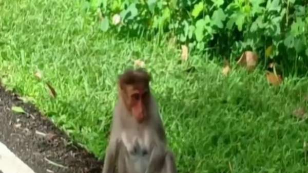 குரங்கின் பாசப்போராட்டம் 